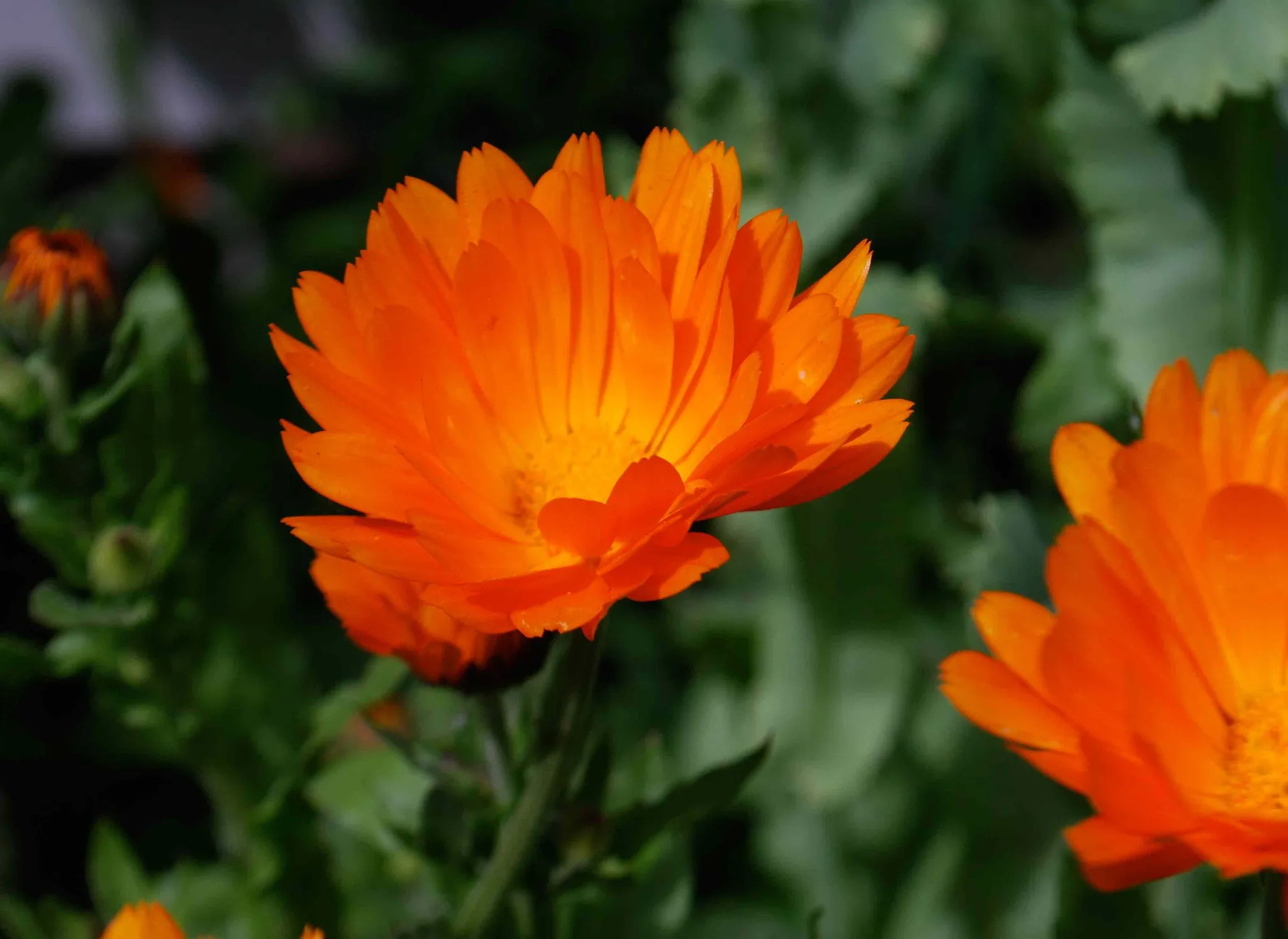 Calendula Cream Wholesale